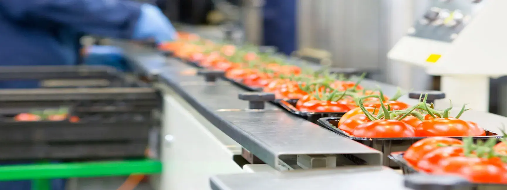 The inside of a food production facility with a line of fresh tomatoes in the foreground.